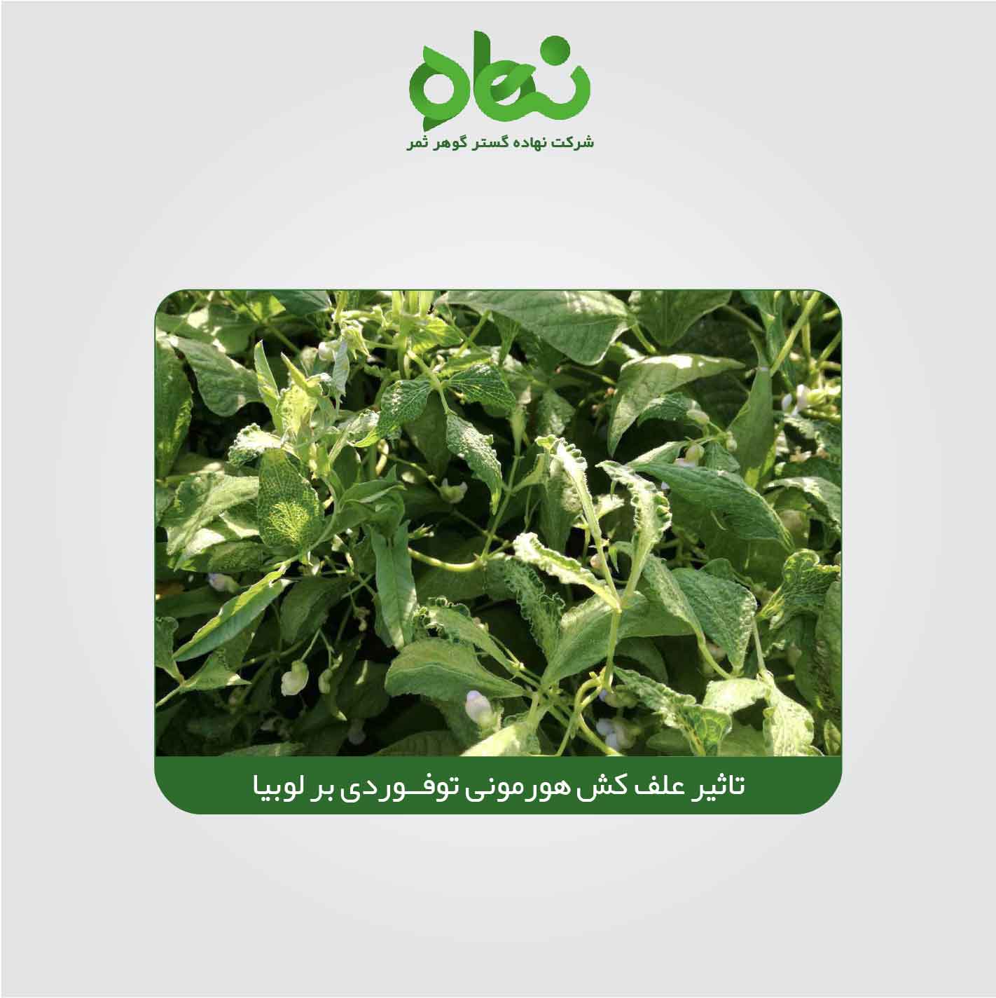 The effect of 2,4,D toxin on beans